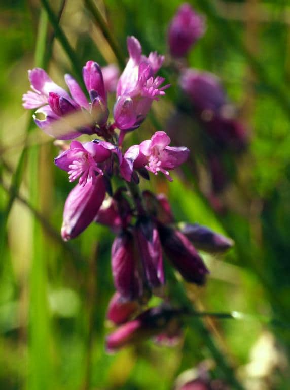 Imagen de Polygala nicaeensis Risso ex W.D.J. Koch in Röhl. ?