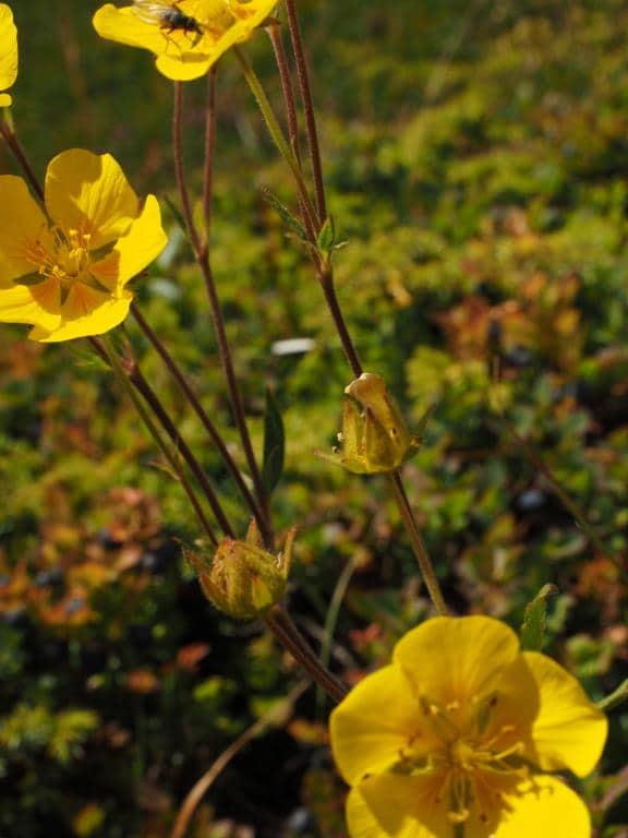 Imagen de Potentilla grandiflora)