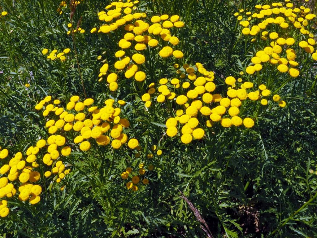 Imagen de Tanacetum vulgare L.