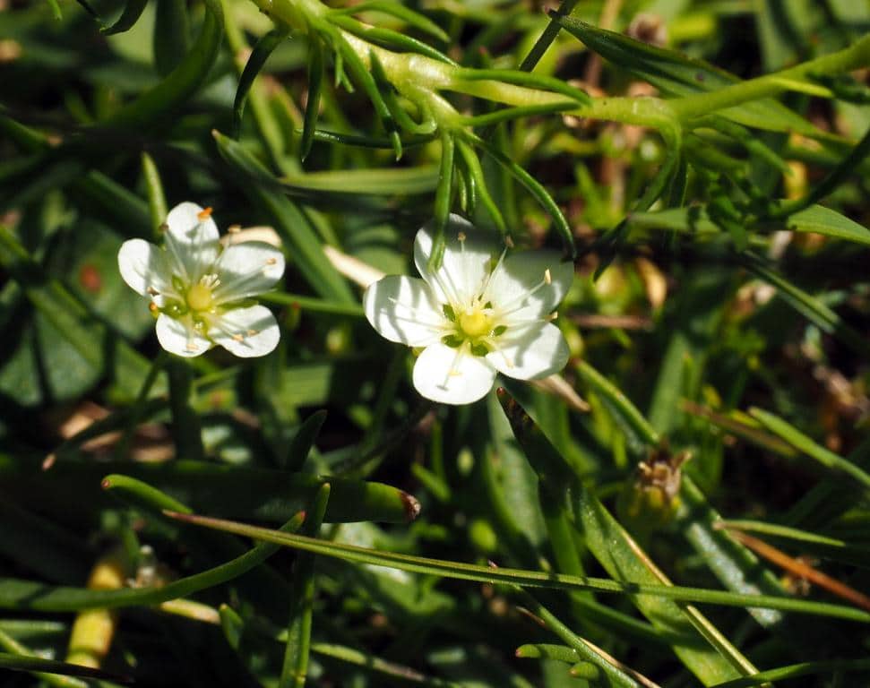 Imagen de Sagina saginoides (L.) H. Karst. /glabra (Willd) Fenzl.