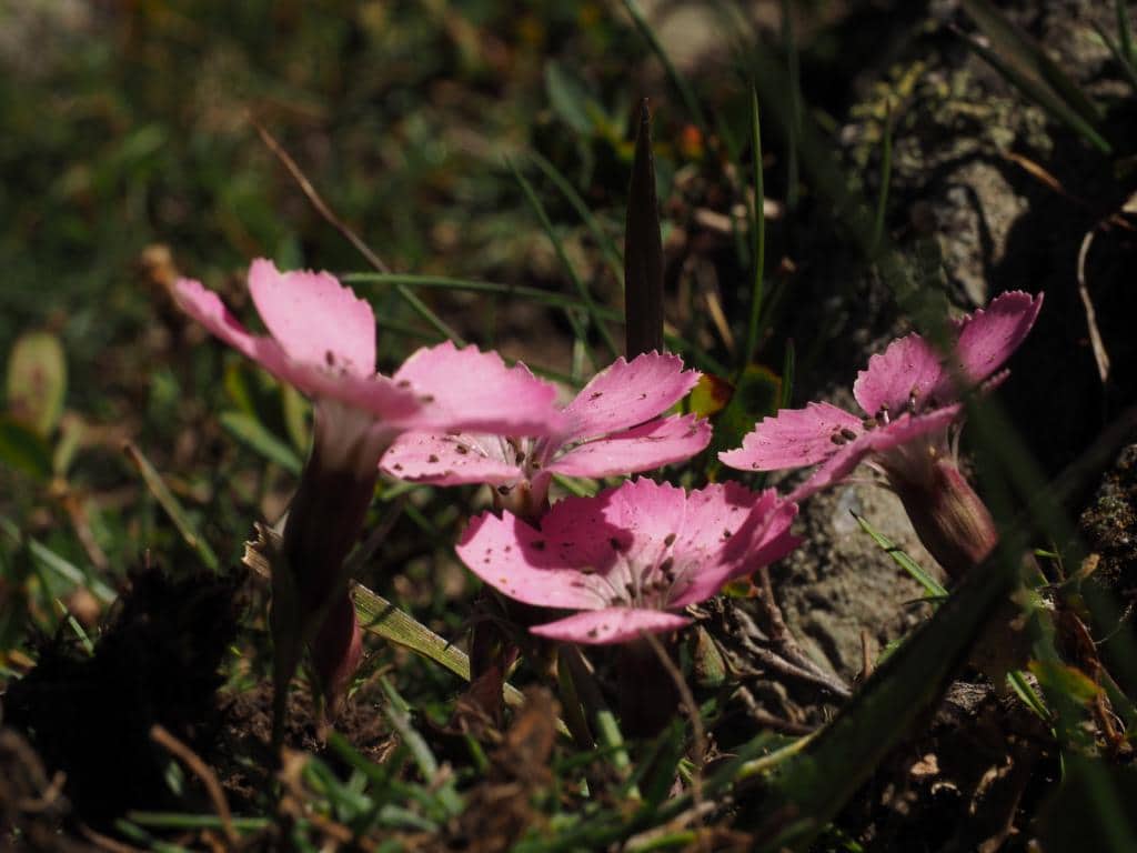 Imagen de Dianthus subacaulis grex