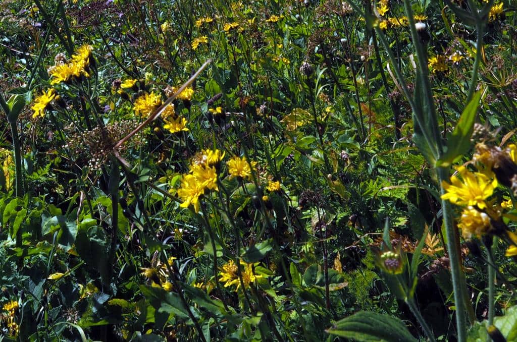 Imagen de Hieracium cydonifolium Vill.