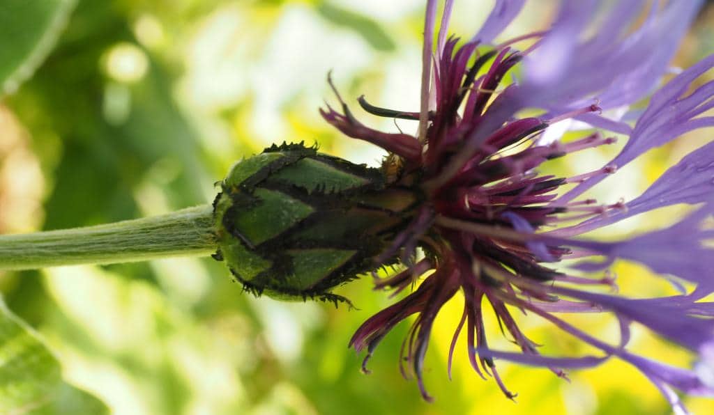 Imagen de Centaurea montana L.