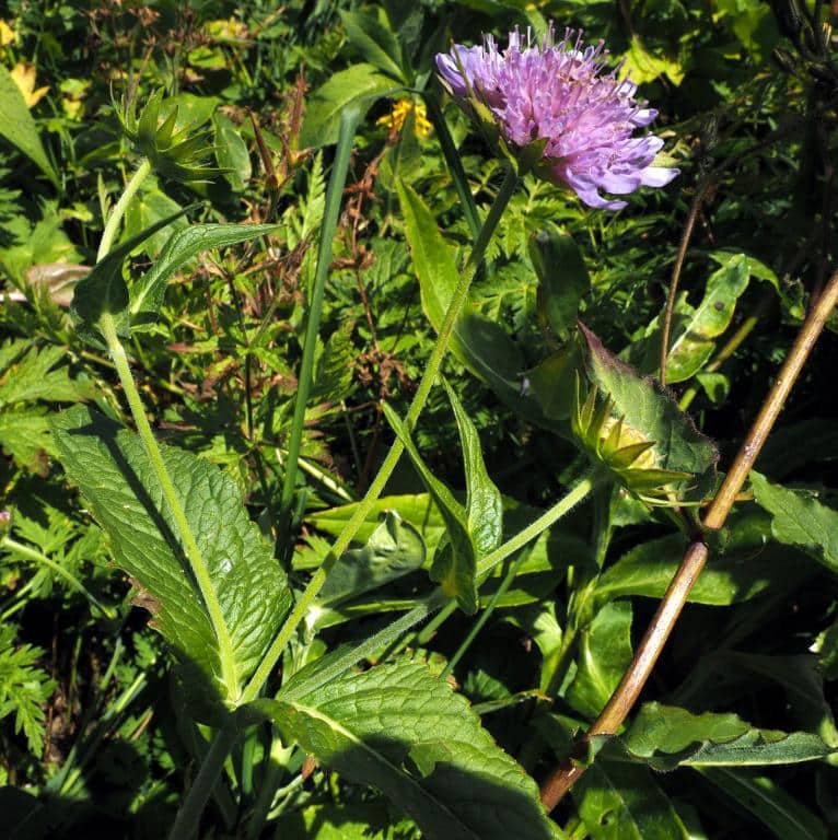 Imagen de Succisa pratensis Moench