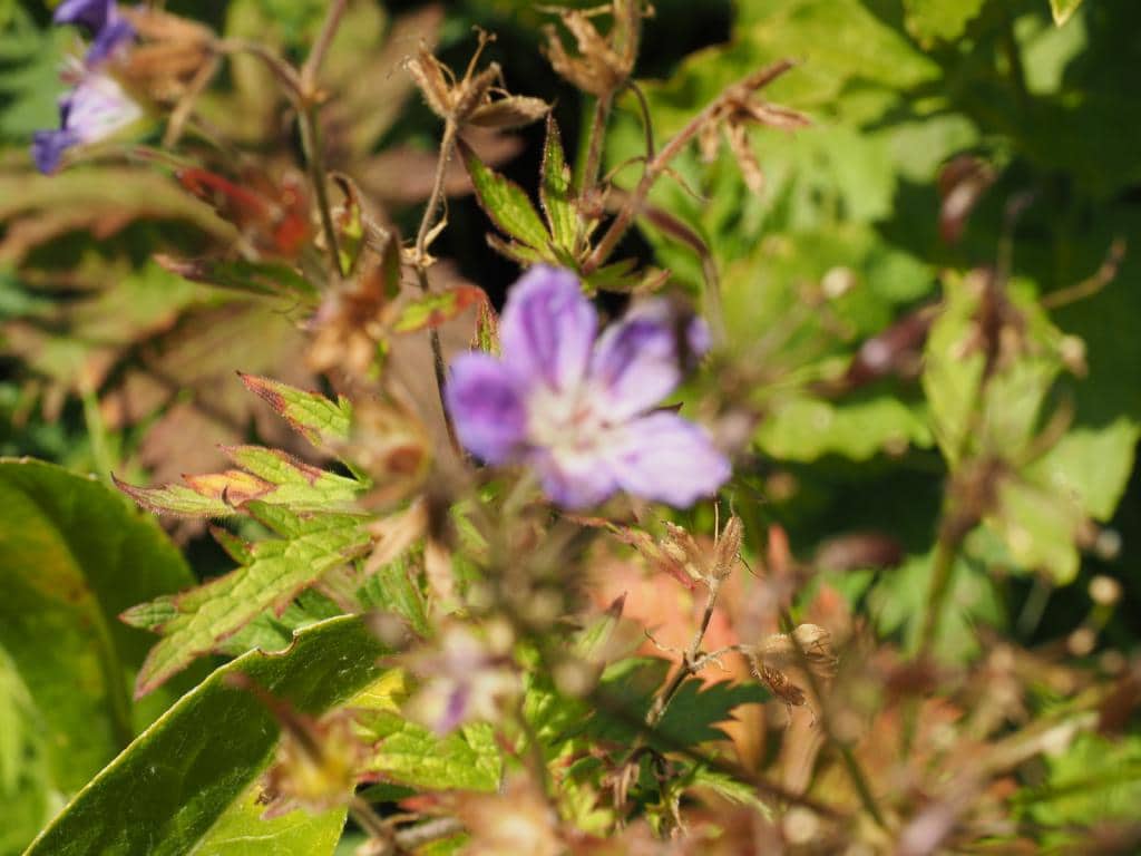 Imagen de Geranium pratense L. )