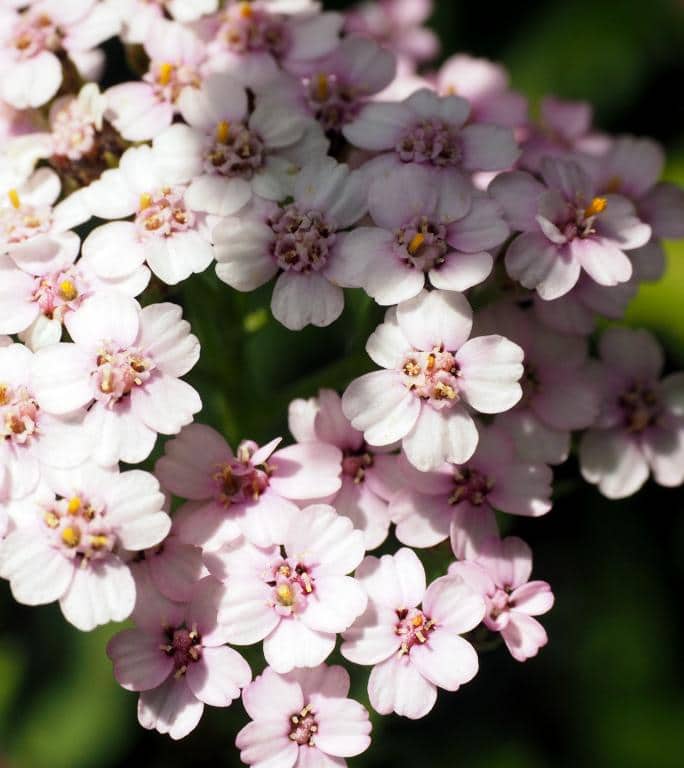 Imagen de Achillea millefolium