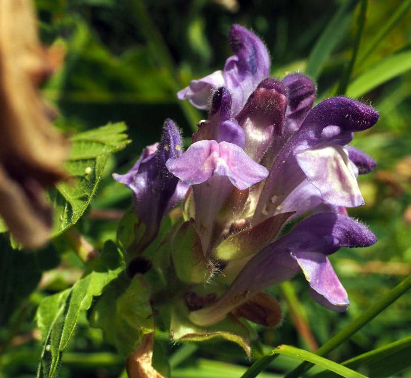 Imagen de Scutellaria alpina L.