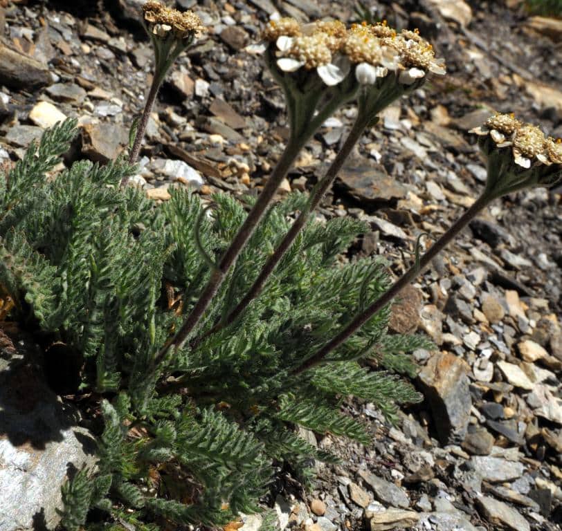 Imagen de Achillea nana L.