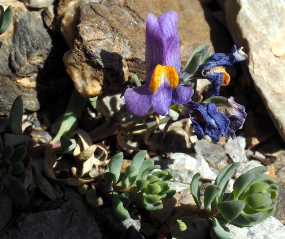 Imagen de Linaria alpina (L.) Mill.
