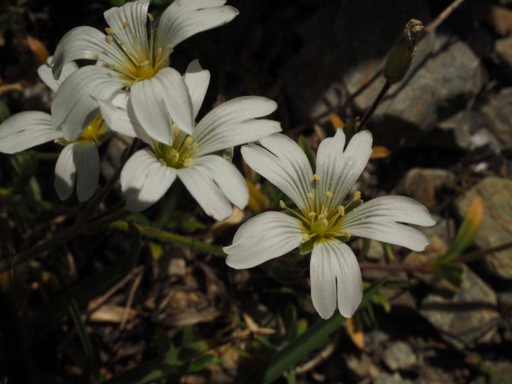 Imagen de Cerastium arvense subsp. suffruticosum (L.) Ces.
