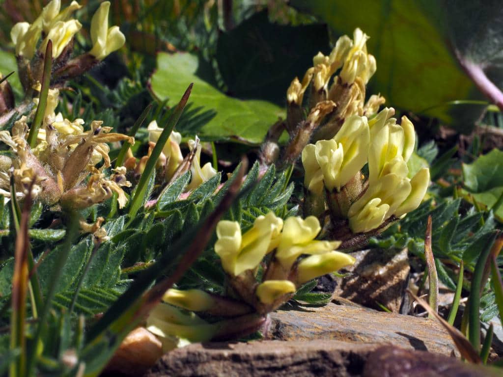 Imagen de Astragalus depressus L. )