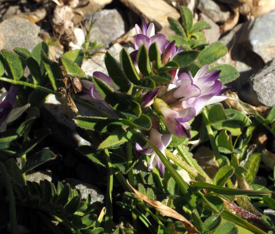 Imagen de Astragalus alpinus L.