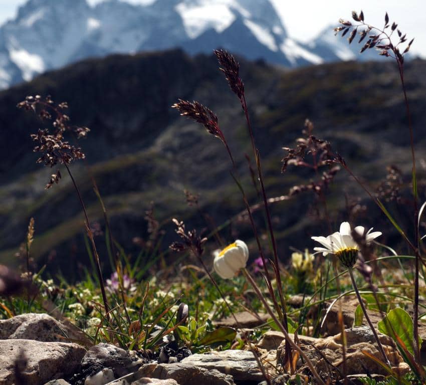 Imagen de Festuca melanopsis Foggi, Gr.Rossi & M.A.Signorini ?