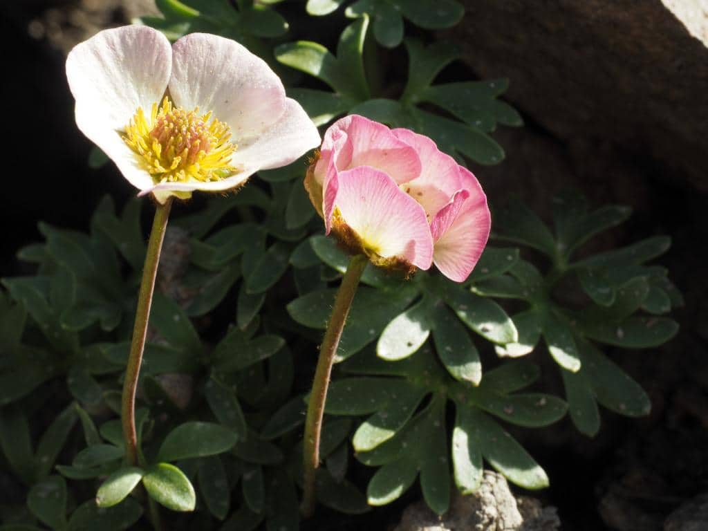 Imagen de Ranunculus glacialis (Boiss.&Reuter) Jordan