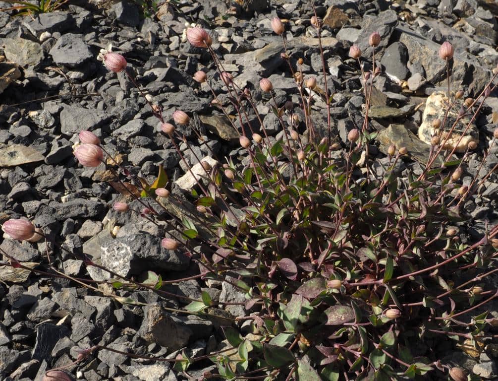 Imagen de Silene vulgaris (Moench) Gacke subsp. prostrata (Gaudin) Schinz & Thell., 1923