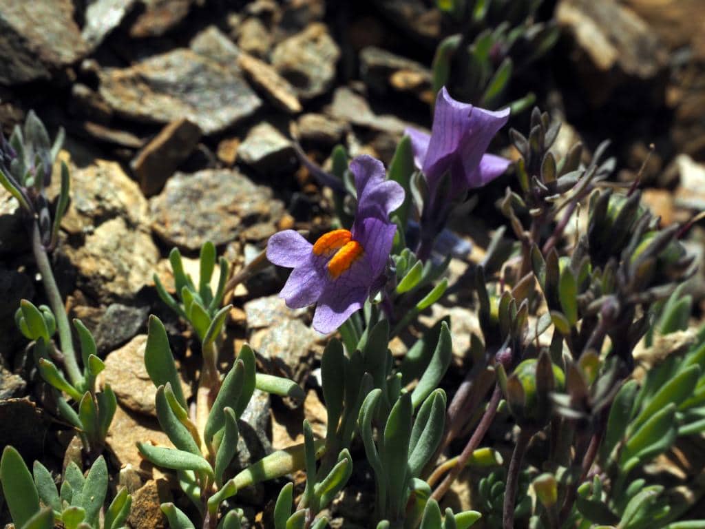 Imagen de Linaria alpina L.
