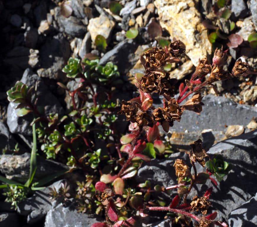 Imagen de Saxifraga muscoides All. ?