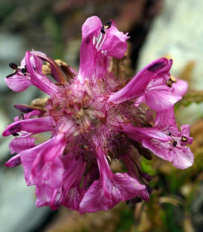 Imagen de Pedicularis rosea ?
