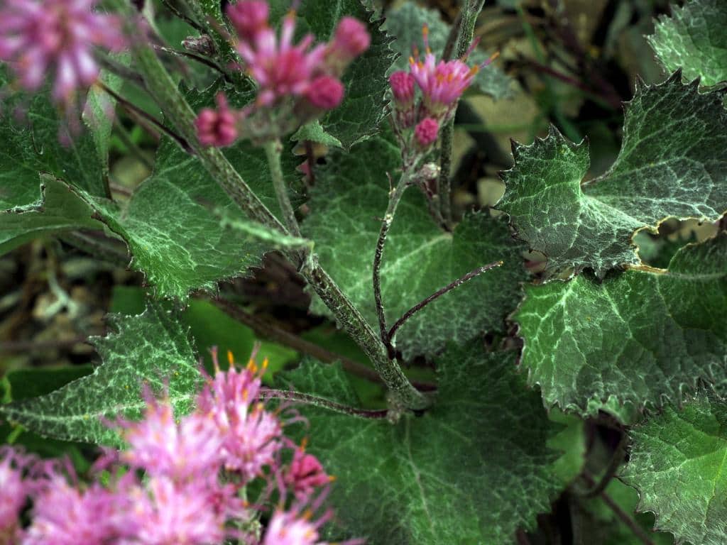 Imagen de Adenostyles leucophylla Rchb.