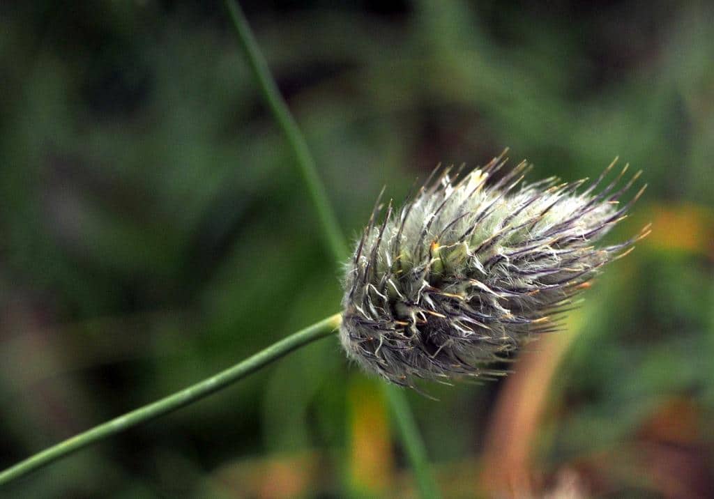 Imagen de Phleum alpinum L. )