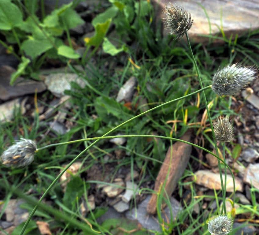 Imagen de Phleum alpinum L. )