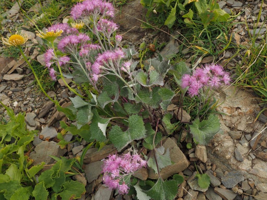 Imagen de Adenostyles leucophylla Rchb.