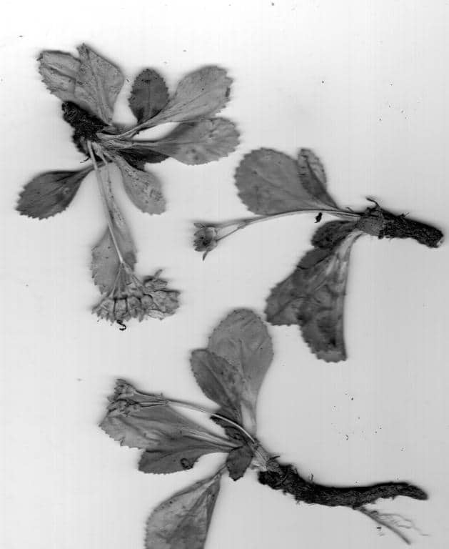 Imagen de Primula hirsuta All.