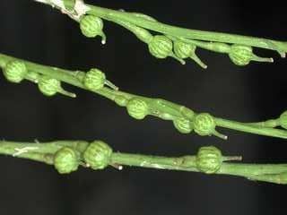 Imagen de Rapistrum rugosum (L.) All.