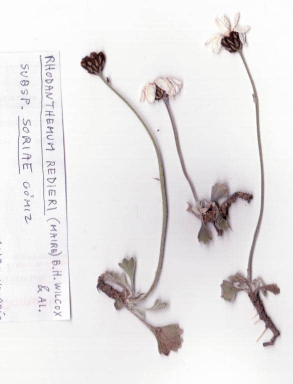 Imagen de Rhodanthemum redieri (Maire) B.H. Wilcox &al. subsp soriae Gómiz