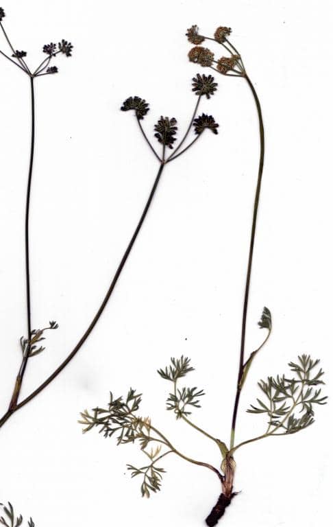 Imagen de Selinum pirinaeum (L.) Gouan