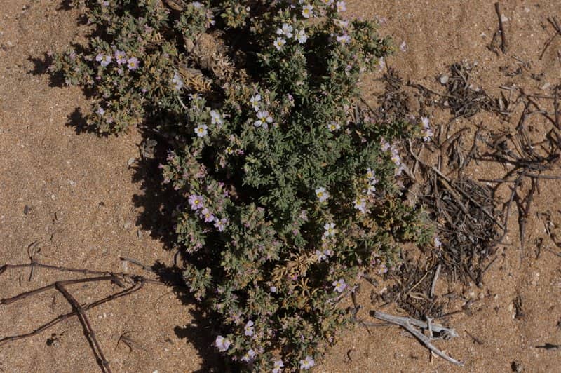 Imagen de Frankenia laevis L. subsp. composita (Pau&Font Quer) Négre