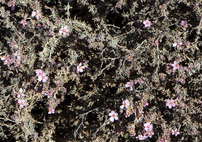 Imagen de Frankenia pulverulenta L.