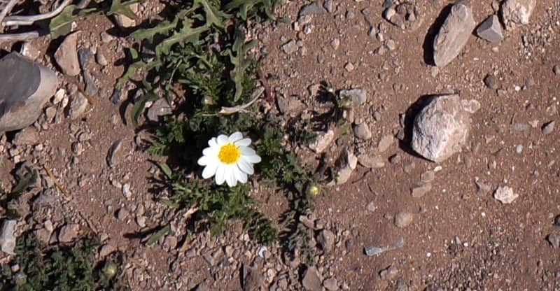 Imagen de anacyclus - chrysant - nivellea