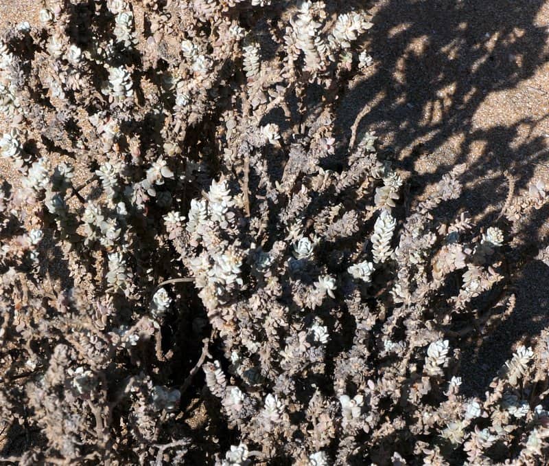 Imagen de Polycarpaea nivea (Aiton) Webb