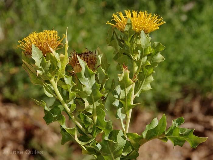 Imagen de Warionia saharae Benth. & Cosson