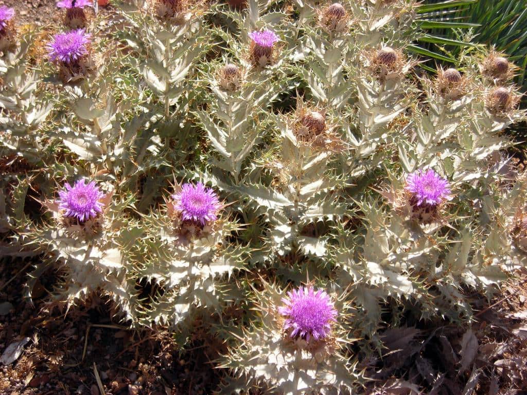 Imagen de Carlina atlantica