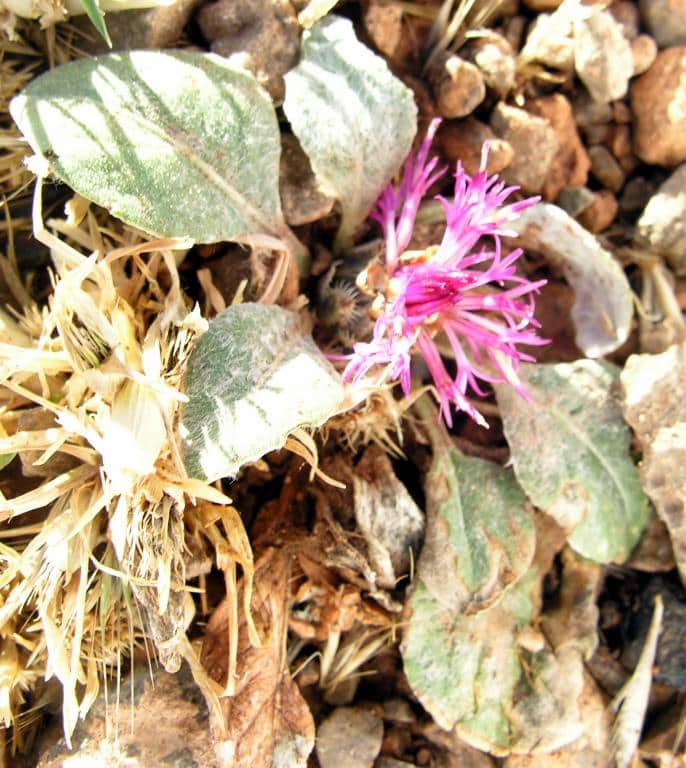 Imagen de Centaurea jossiae Humbert