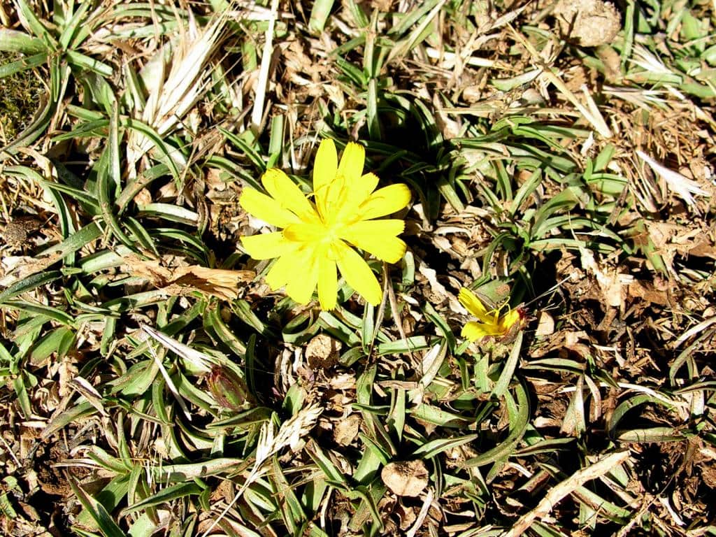 Imagen de Scorzonera