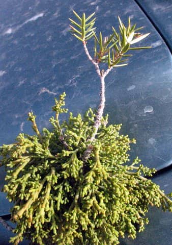 Imagen de Arceuthobium oxycedri (DC) M. Bieb