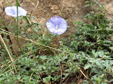 Imagen de Convolvulus sabatius Viv. subsp. mauritanicus (Boiss.) Murb.