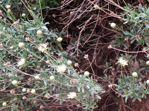 Imagen de Globularia nainii Batt.