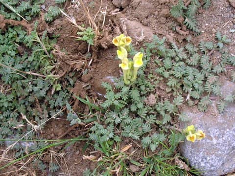 Imagen de Scutellaria orientalis L. subsp demnatensis Batt.