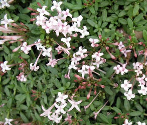 Imagen de Putoria calabrica (L. fil) DC