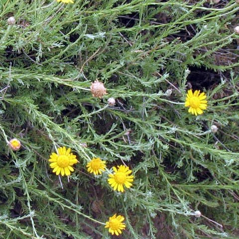 Imagen de Cladanthus scariosus (Ball) Oberpas.&Vogt