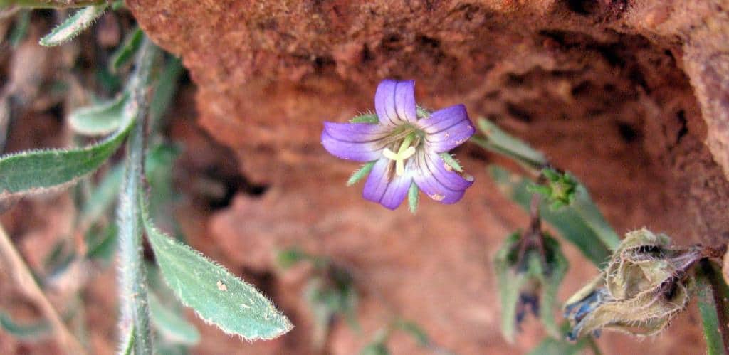 Imagen de Campanula filicaulis Durieu