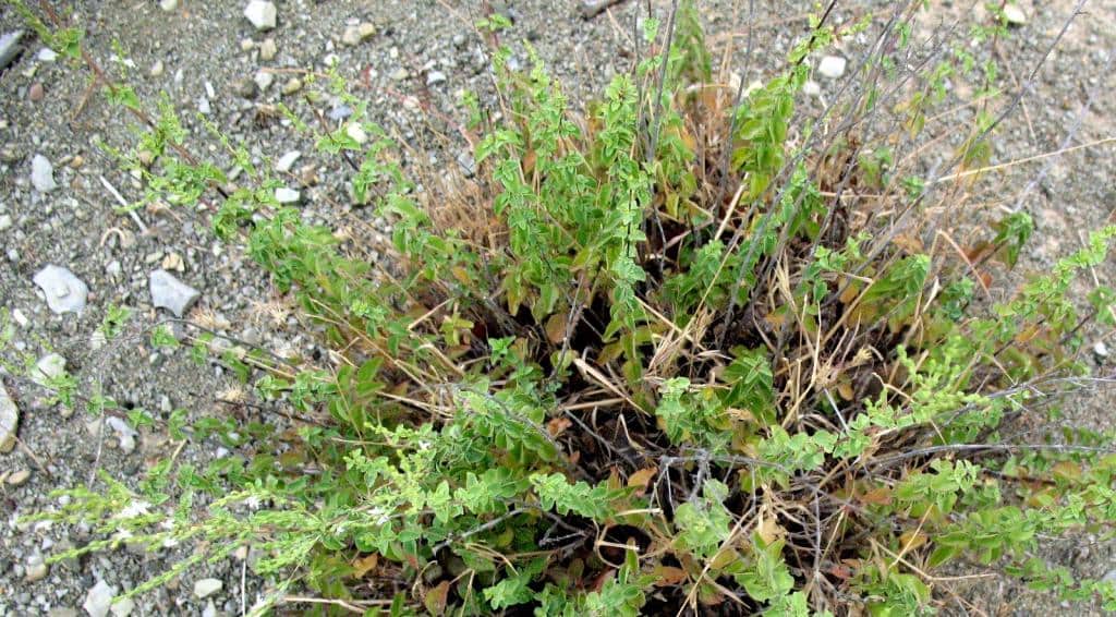 Imagen de Origanum elongatum (Bonnet) Emb. & Maire