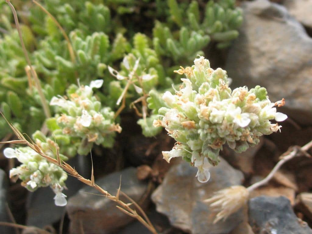 Imagen de Teucrium polium L. grex