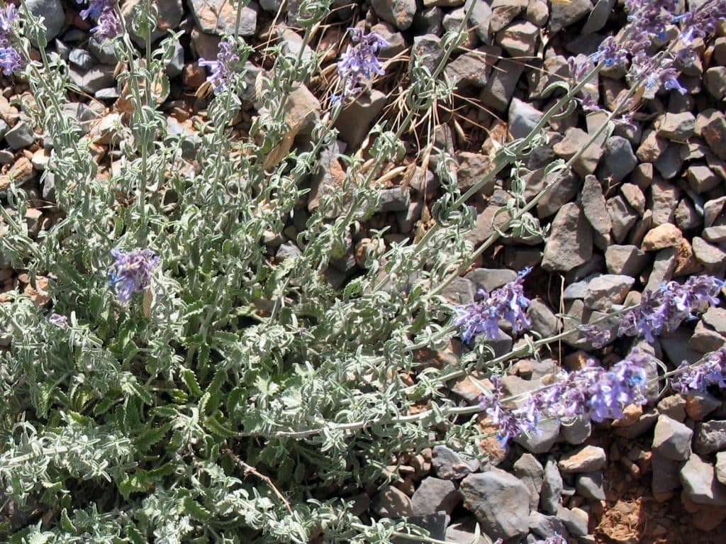 Imagen de Nepeta amethystina Poiret subsp. mallophora (Webb & Hiildr.) Ulina & Valdés