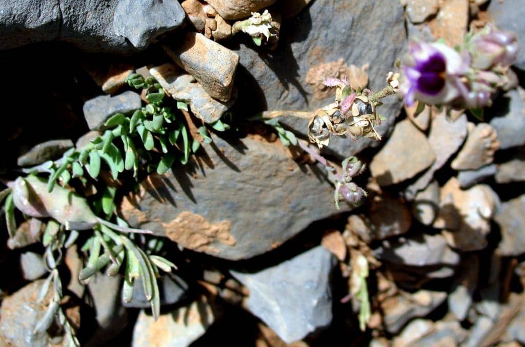 Imagen de Linaria aeruginea?