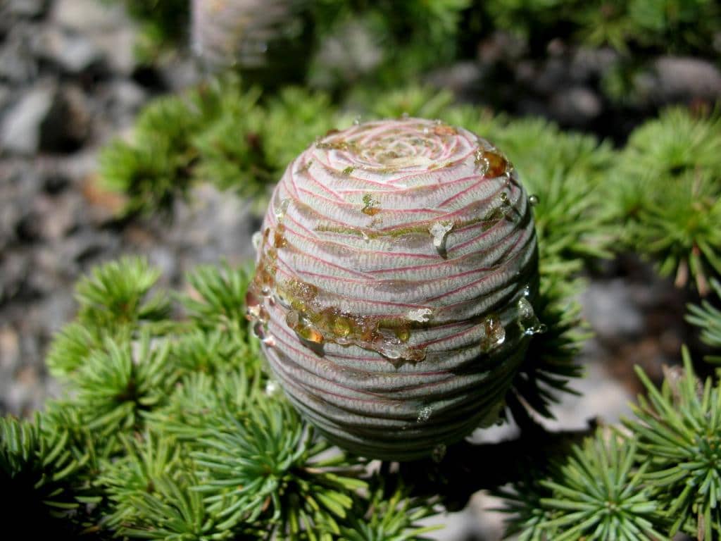 Imagen de Cedrus libani A. Richard subsp. atlantica (Endl.) Batt. & Trab.